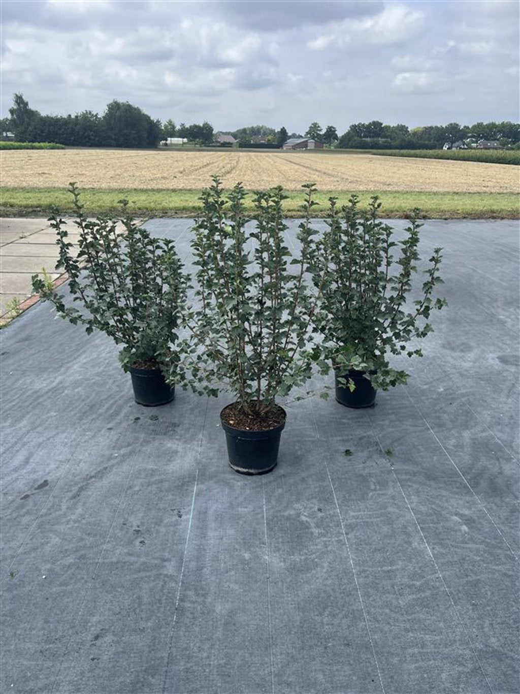 Ribes alpinum 'Schmidt' - C7.5 60-80 CM